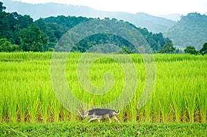 Dog andyoung terrace rice plantation
