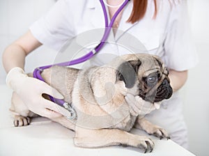 A dog at animal clinic having his heart rate taken