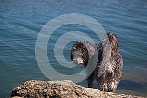 dog animal outdoor water river spain small peaceful