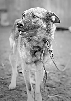 Dog at animal shelter