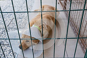 Dog in animal shelter cage after surgery