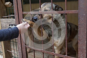 Dog in the animal shelter photo