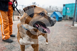 Dog in animal shelter outdoor. Cute puppies in a cage at an animal shelter