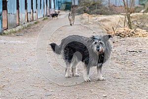 Dog in animal shelter outdoor. Cute puppies in a cage at an animal shelter