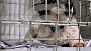 Dog in animal shelter waiting for adoption. Homeless dog in cages