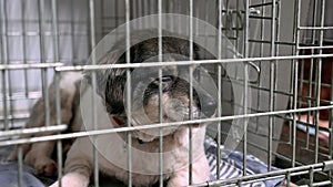Dog in animal shelter waiting for adoption. Homeless dog in cages
