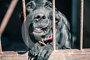Dog in animal shelter waiting for adoption. Portrait of black homeless dog in animal shelter cage