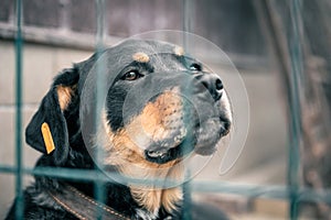 Dog in animal shelter waiting for adoption. Portrait of black homeless dog in animal shelter cage