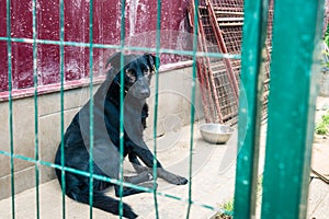 Dog in animal shelter waiting for adoption. Portrait of homeless black dog in animal shelter cage