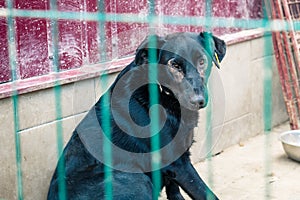 Dog in animal shelter waiting for adoption. Portrait of homeless black dog in animal shelter cage