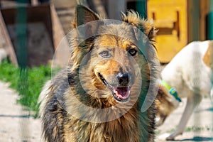 Dog in animal shelter waiting for adoption. Portrait of homeless dog in animal shelter cage