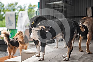 Dog in animal shelter waiting for adoption. Portrait of homeless dog in animal shelter cage