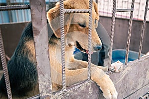 Dog in animal shelter waiting for adoption. Portrait of red homeless dog in animal shelter cage