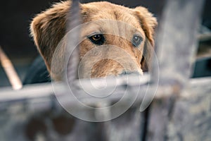 Dog in animal shelter waiting for adoption. Portrait of red homeless dog in animal shelter cage