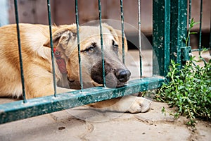 Dog in animal shelter waiting for adoption. Portrait of red homeless dog in animal shelter cage