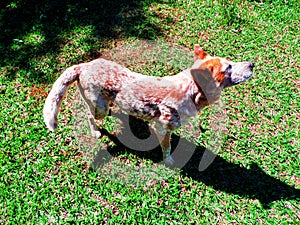 Gorgeous dog with vibrant colours. photo