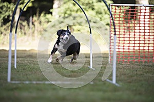 Dog, Appenzeller Mountain Dog, trainin hoopers