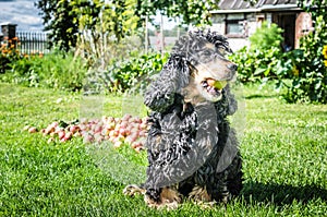 A dog and apple picking in the garden