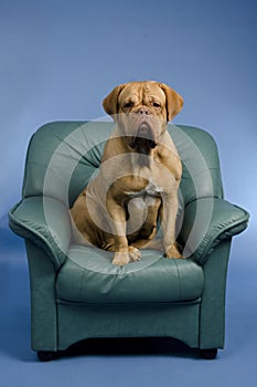 Dog on the arm chair