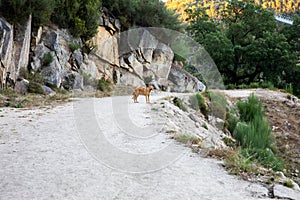 Dog at Arouca Geopark, wooden walkway on the bank of Paiva River, in the hydrographic basin of the Douro River