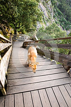 Dog at Arouca Geopark, wooden walkway on the bank of Paiva River, in the hydrographic basin of the Douro River