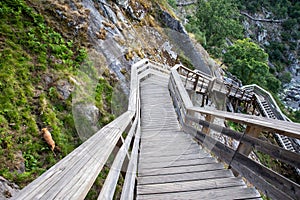 Dog at Arouca Geopark, wooden walkway on the bank of Paiva River, in the hydrographic basin of the Douro River