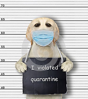 Dog arrested for violated quarantine