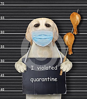 Dog arrested for violated quarantine 2