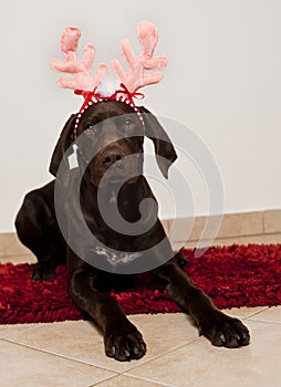 Dog as christmas reindeer