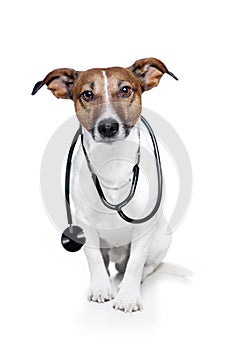 Dog as doctor