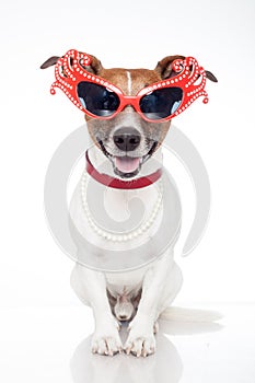 Dog as drag queen photo