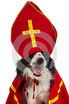 Dog as Dutch Sinterklaas