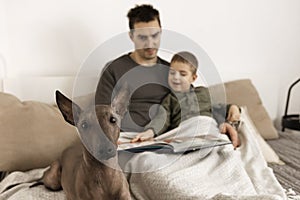 Dog as family member. Mexican hairless, xoloitzquintle. Adult dog on the bed at home, with man and little boy. Natural