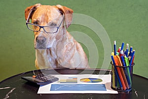 Dog as financial work with report, pens and calculater on table. Dog with eyeglasses.