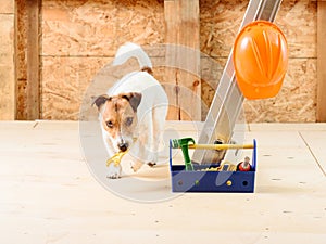 Dog as funny repairman at building house with wrench and toolbox