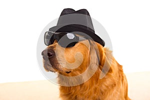 Dog as mafia gangster with black hat and sunglasses