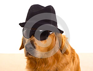 Dog as mafia gangster with black hat and sunglasses photo