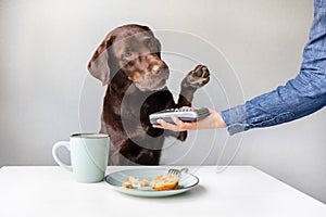 dog as a person pays bills through a contactless payment terminal or by bank card. the pet pays in a restaurant or store