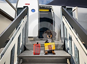 Dog as pet in cabin in airplane