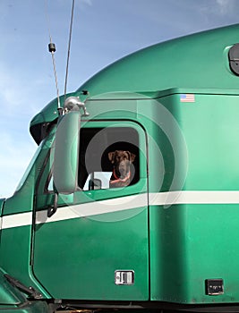 The Dog As Truck Driver