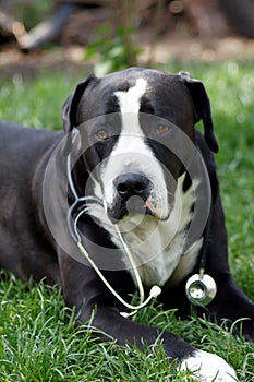 Dog as a veterinarian with stethoscope