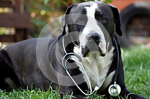 Dog as a veterinarian with stethoscope