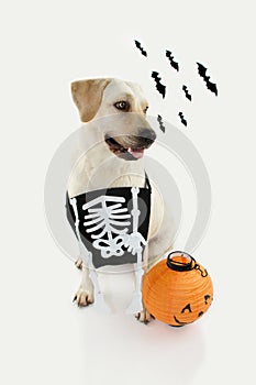 DOG ASKING TRICK OE TREAT FOR HALLOWEEN WITH A ORANGE PUMPKIN AND A SKULL BAG FOR CANDIES. DEFOCUSED BATS BACKGROUND. ISOLATED