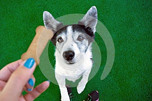 The dog asks for a tasty bone. Dog food. The dog with pleading eyes looks at the owner who has a delicious treat.