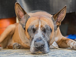 El perro durmiendo 