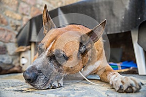 El perro durmiendo 