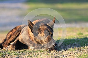 Dog asleep in grass