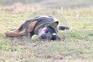 Dog asleep with tennis ball