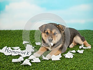 The Dog Ate My Homework