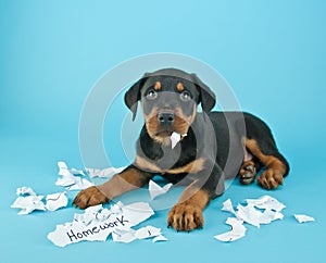 The Dog Ate My Homework!!!